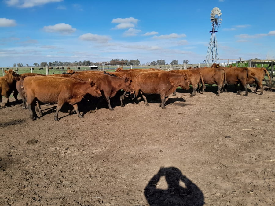 Lote 18 Vacas CUT PÑ en DEL  VALLE