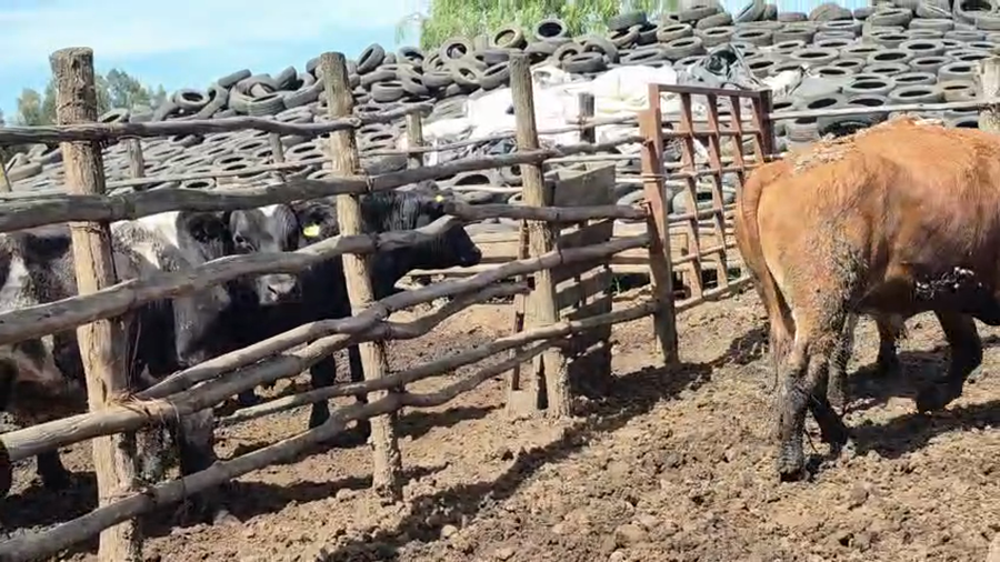 Lote 45 Novillo Gordo en San Rafael, VII  Región Maule