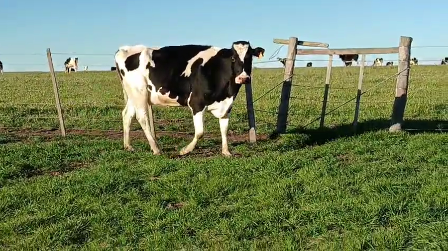 Lote Vaquillonas  a remate en Pantalla Aniversario - Escritorio Camy 500kg - , San José