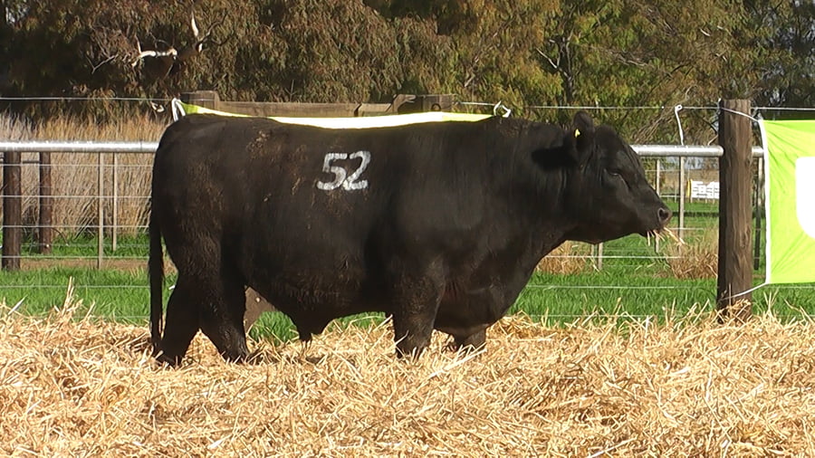 Lote TOROS ANGUS PUROS CONTROLADOS