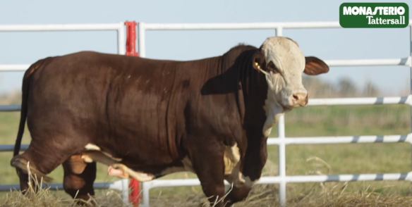 Lote TOROS GENERALES, CONTROLADOS Y REGISTRADOS