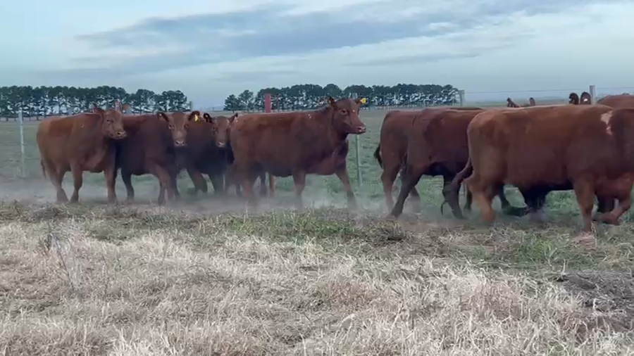 Lote 10 Vaquillonas de "Pastores"