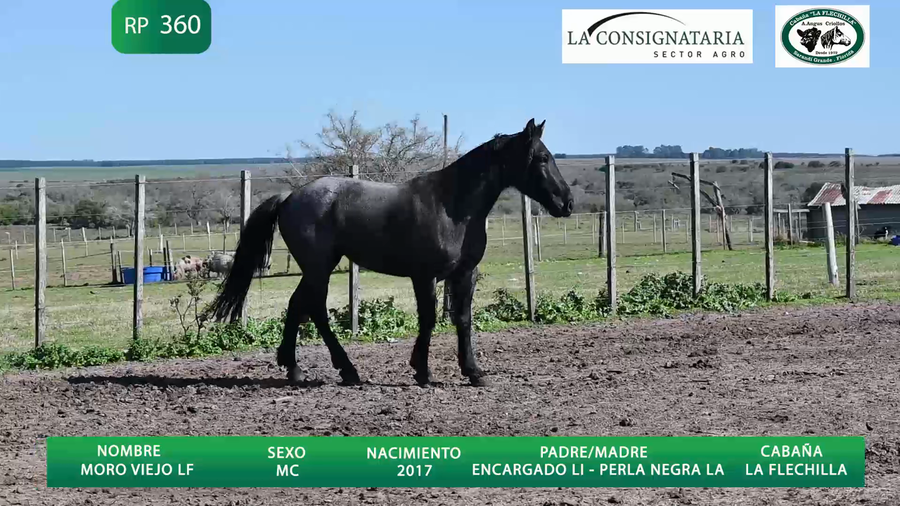 Lote Moro Viejo LF