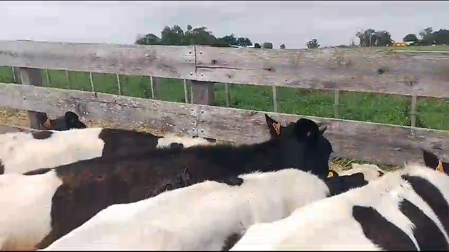 Lote (Vendido)13 Terneros Holando a remate en Pantalla Camy 170kg -  en Carreta Quemada