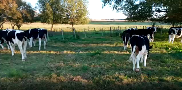 Lote 12 Novillos en Colonia