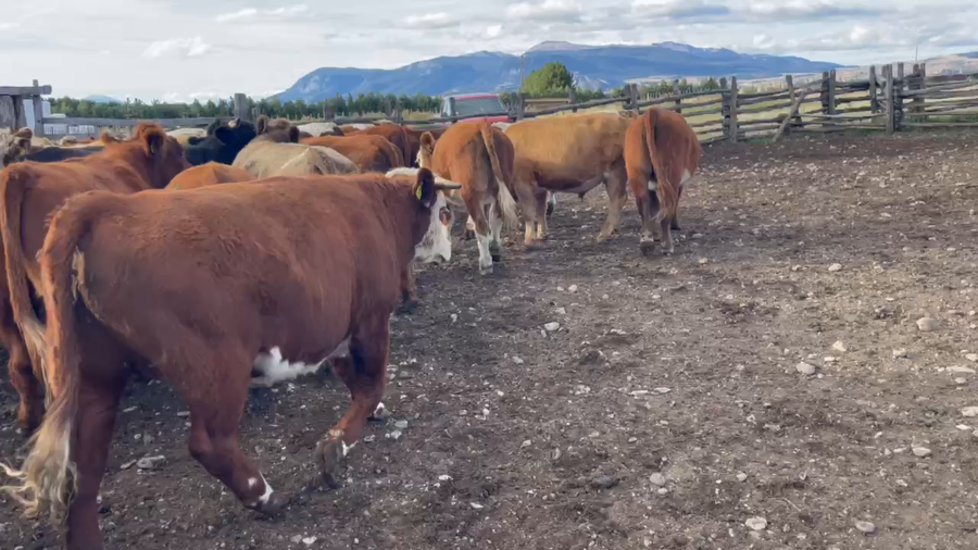 Lote 40 Novillo Engorda en XI Región Aysén, Coyhaique