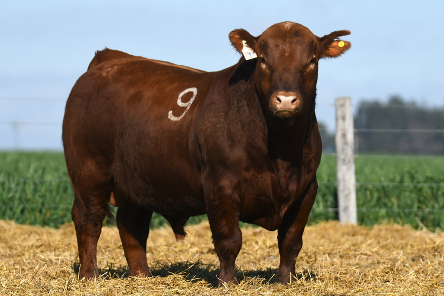 Lote TORO ANGUS PC