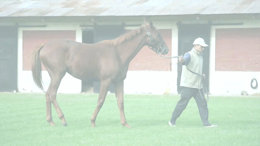 Lote BRILLA MAS (EQUAL TALENT -  ABRILLANTA)