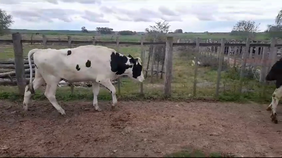 Lote (Vendido)2 Novillos Holando HOLANDO a remate en #37 Pantalla Carmelo 400kg -  en SAN JUAN