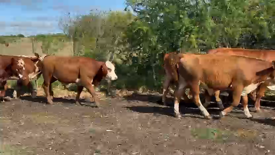 Lote 86 Novillitos en Corrientes, Curuzu Cuatia