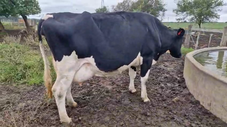 Lote Vaca a remate en Pantalla Camy 550kg - , San José