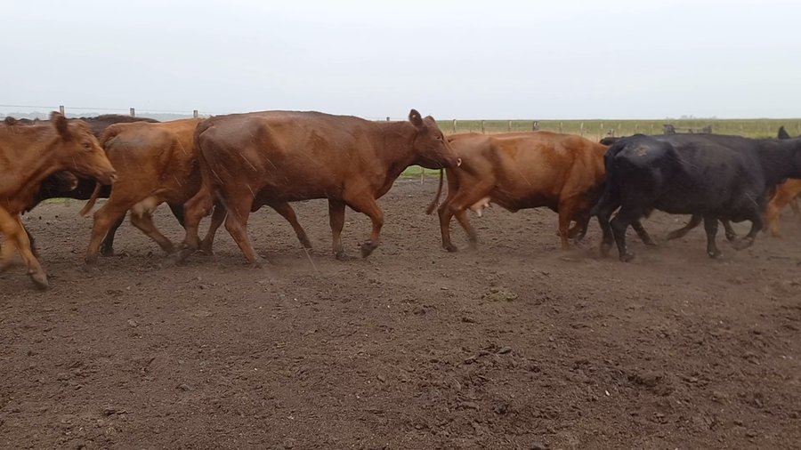Lote 31 Vacas de invernar en San Cayetano