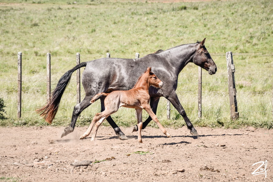 Lote ORADORA GAITERA