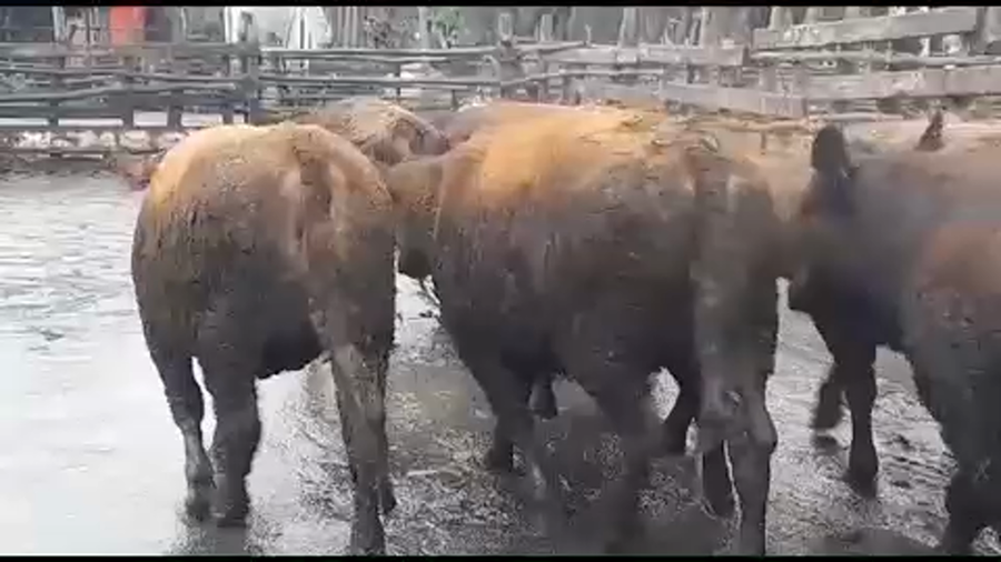 Lote 50 Vaquilla Gorda en Yerbas Buenas, VII  Región Maule