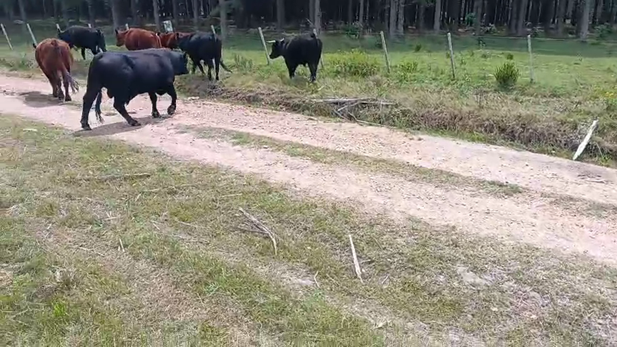 Lote 18 Novillos 2 a 3 años