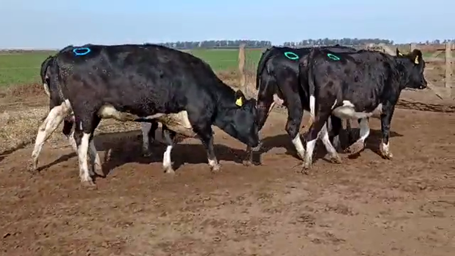 Lote Adeco Agropecuaria