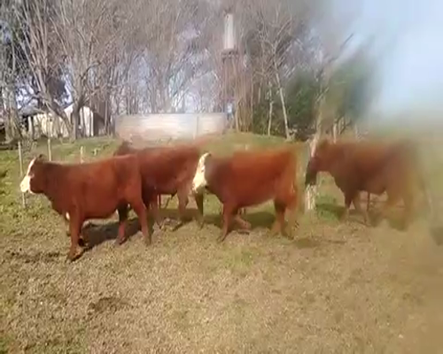 Lote 29 Terneros/as de 165Kg en Brandsen, Buenos Aires