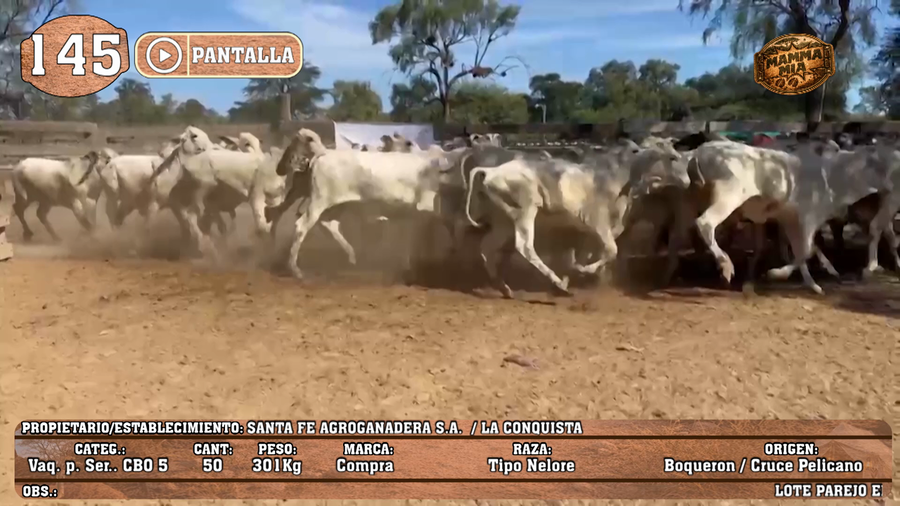 Lote LOTE 145 - PANTALLA