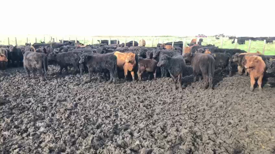 Lote 70 Terneros en Mar del Plata