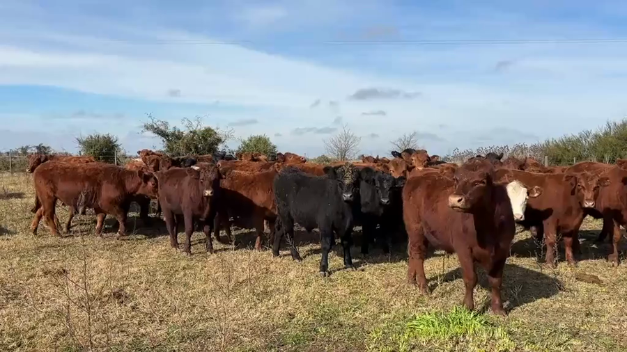 Lote 47 Novillitos
