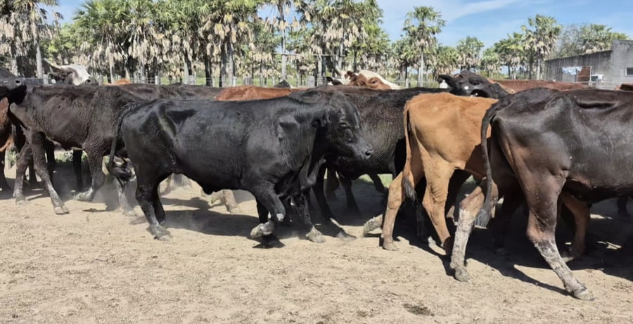 Lote 35 Vacas de invernar en Santa Fe, Villa Guillermina