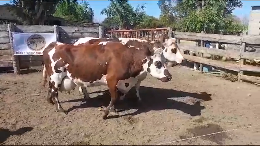 Lote VACAS PI EN PRODUCCION