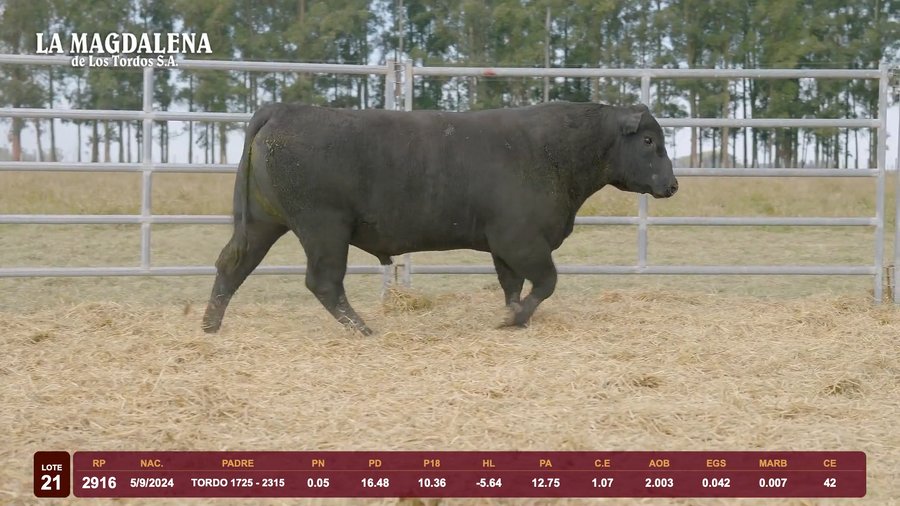 Lote Lote 21 - Angus