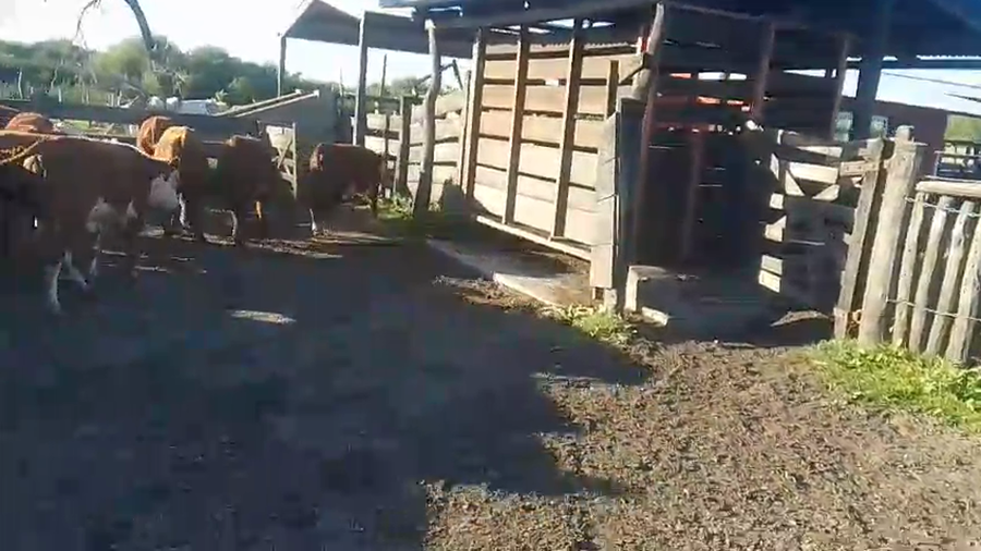 Lote 68 Terneros