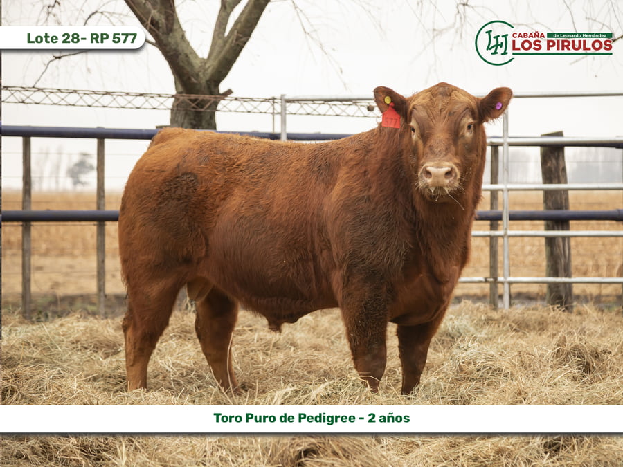 Lote TOROS PUROS DE PEDIGREE - 22/24 meses