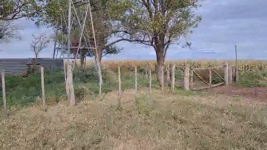 Lote 16 Terneros Holando en La Pampa, Gral. Manuel Campos