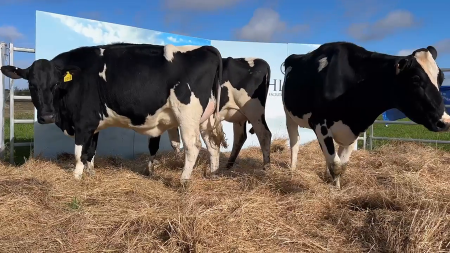 Lote VACAS PARIDAS CABAÑA MANGADO