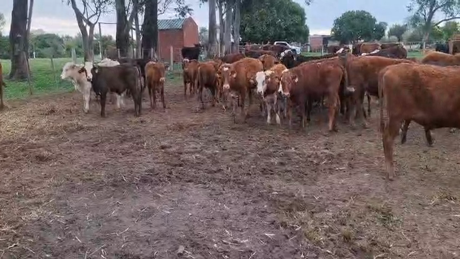 Lote 80 Terneros/as