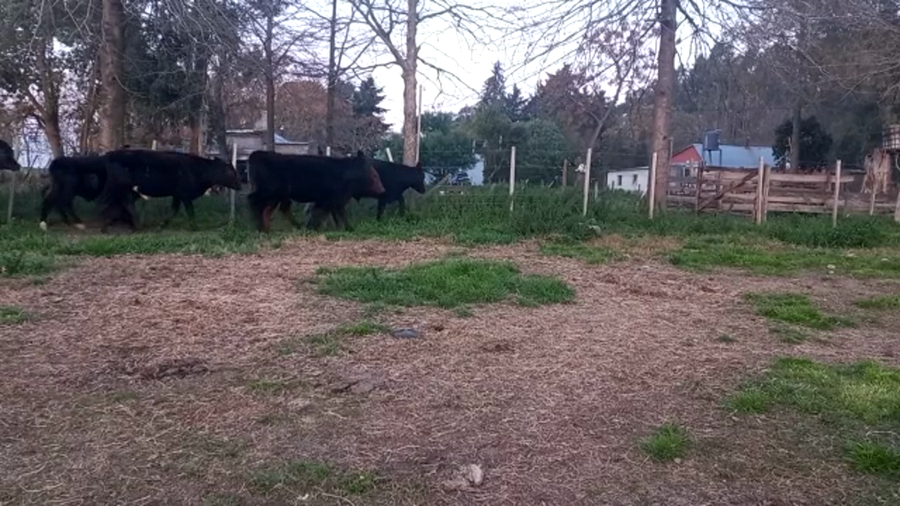 Lote Terneros y Terneras