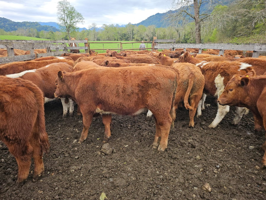Lote 55 Novillo Engorda en Futrono, XIV Región Los Ríos