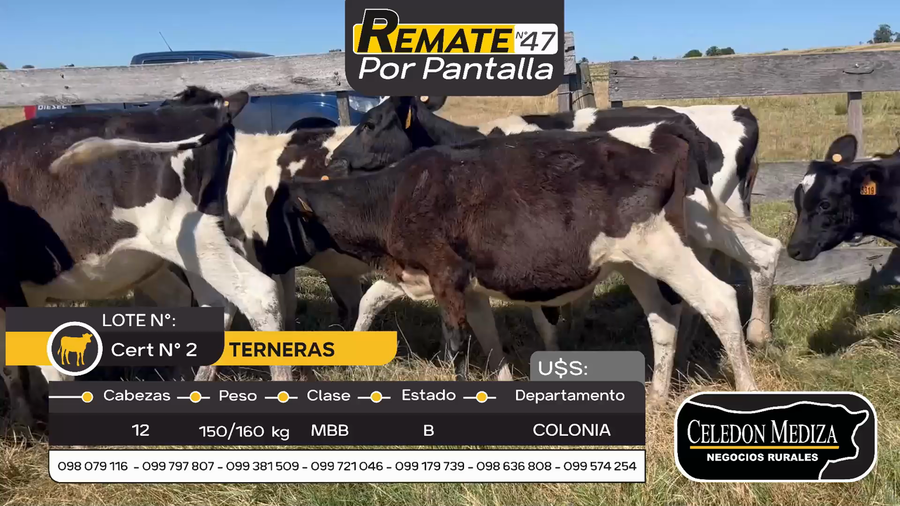 Lote 12 Terneras en Otra Localidad, Colonia