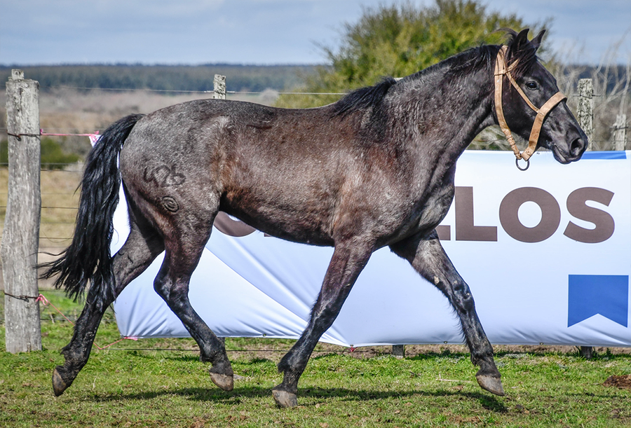 Lote GRIEGO LA FLECHILLA