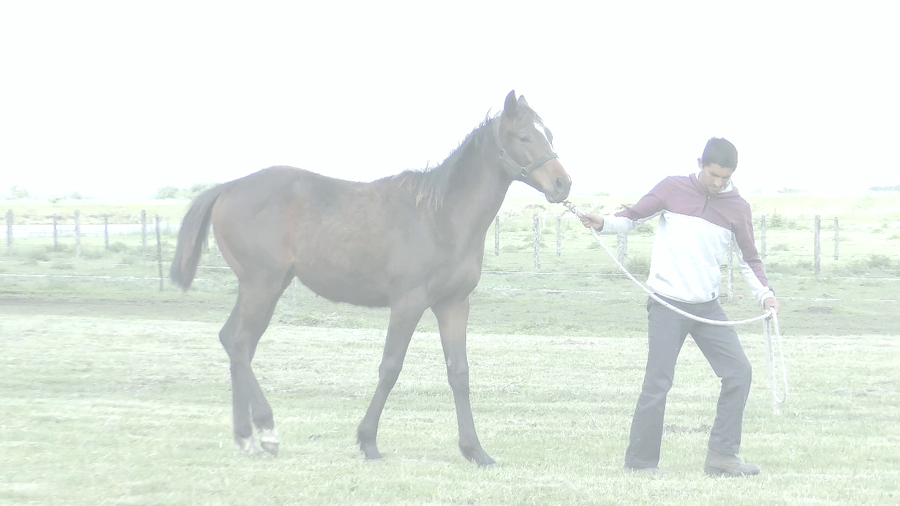 Lote LASTONEE (GALAN DE CINE -  LAST CLICHY)