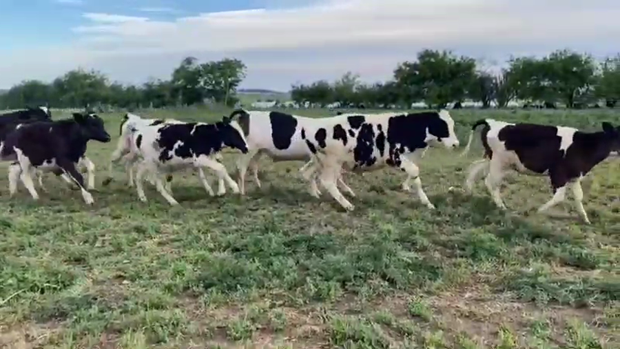 Lote 30 Terneros en Nogoyá, Entre Ríos