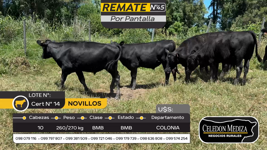 Lote 10 Novillos en Otra Localidad, Colonia