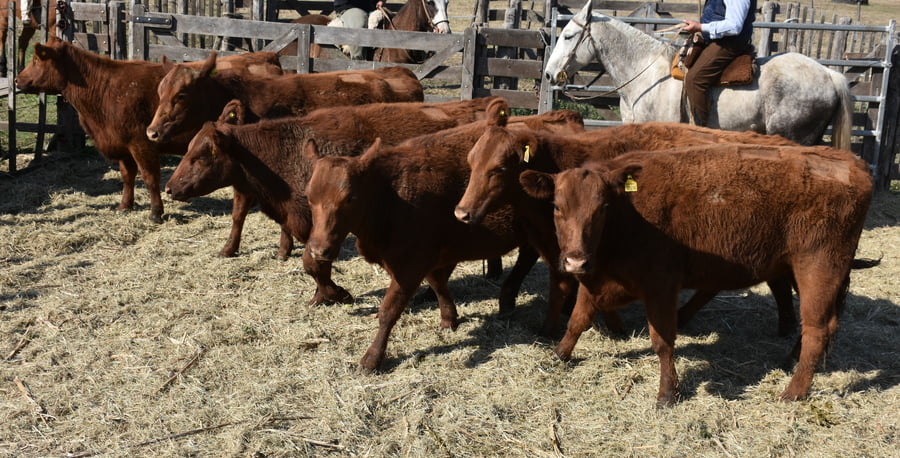 Lote HEMBRAS PURAS CONTROLADAS(COLORADA)(Corral 47)