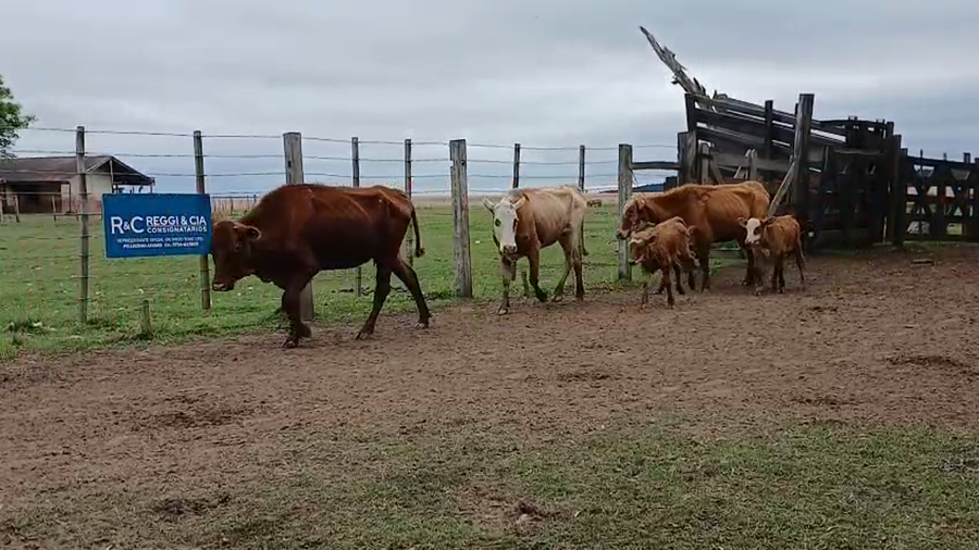 Lote 100 Vacas nuevas C/ cria