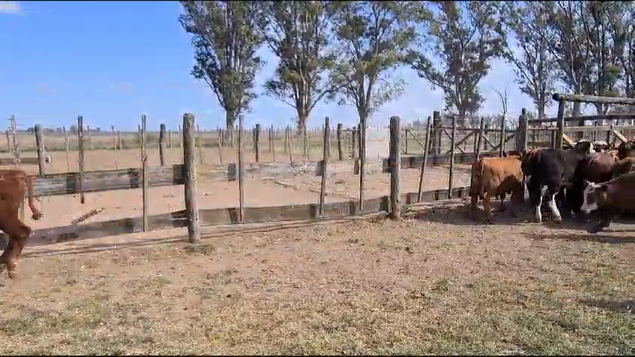 Lote 60 Terneros/as en Llambi Campbell, Santa Fe