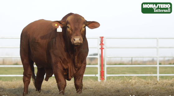 Lote TOROS GENERALES, CONTROLADOS Y REGISTRADOS