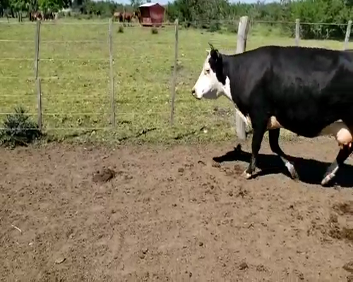 Lote 26 Vacas CUT con cría en Villaguay, Entre Ríos