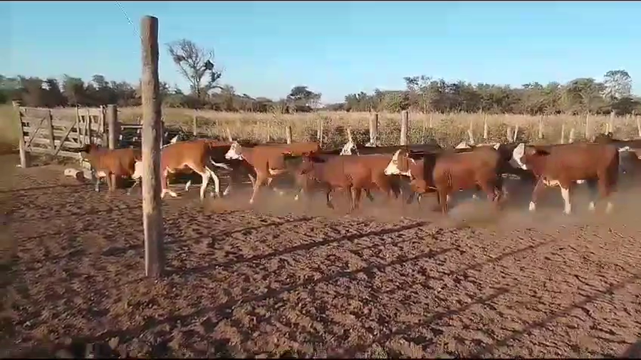 Lote 90 Terneros/as en Los Juríes, Santiago del Estero