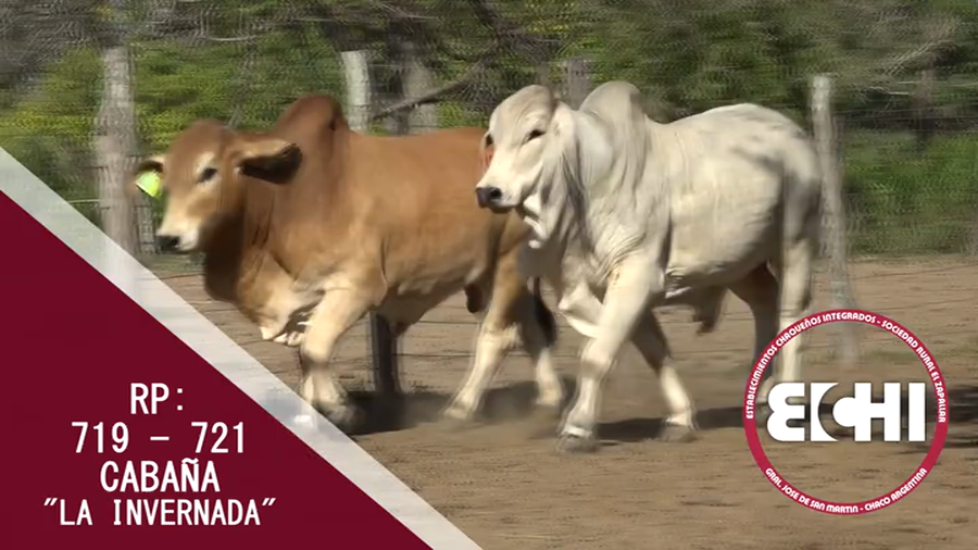 Lote TOROS BRAHMAN CABAÑA LA INVERNADA