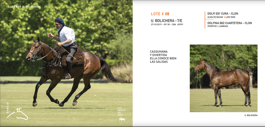 Lote U. BOLICHERA - T/E (DOLFI E01 CURA - CLON - DOLFINA B02 CUARTETERA - CLON)