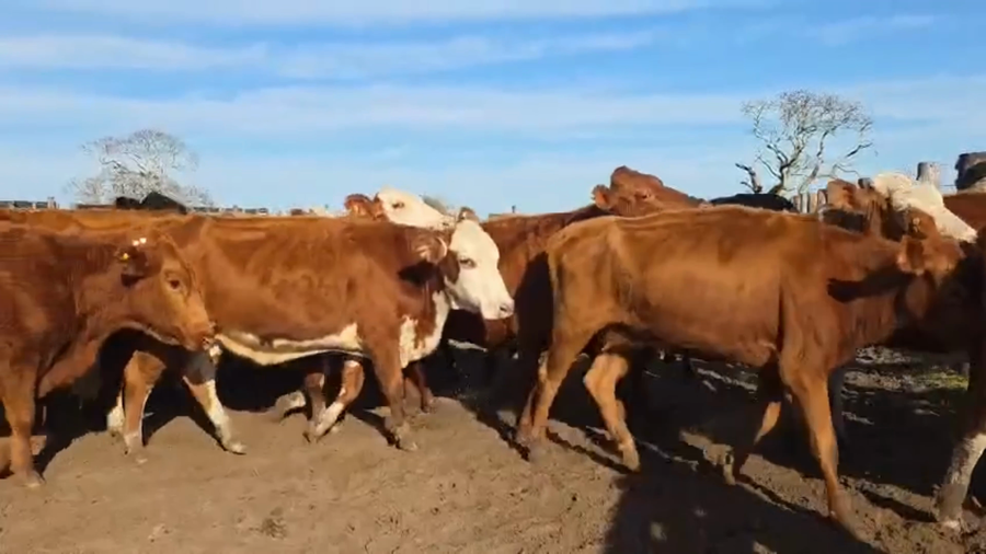 Lote 209 Vacas p/ invernar
