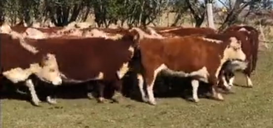 Lote (Vendido)54 Vaquillonas Vacas Preñadas 100% HE a remate en 221˚ Remate Plaza Rural 453kg - , Durazno