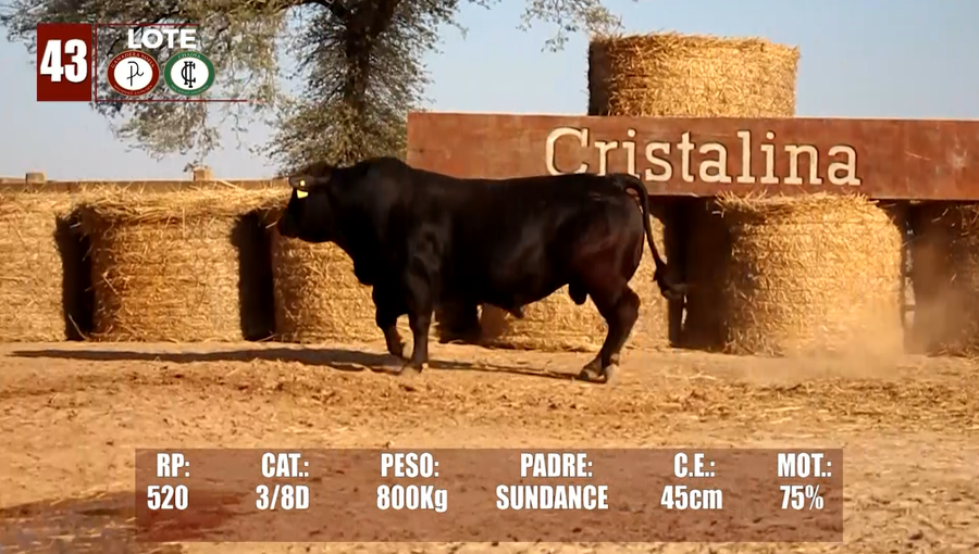 Lote Lote 43